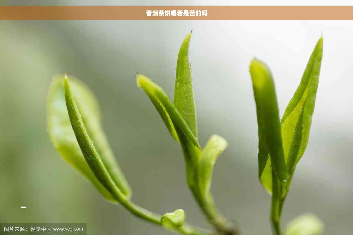 普洱茶饼喝着是苦的吗