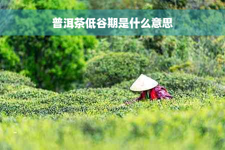 普洱茶低谷期是什么意思