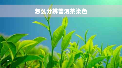 怎么分辨普洱茶染色