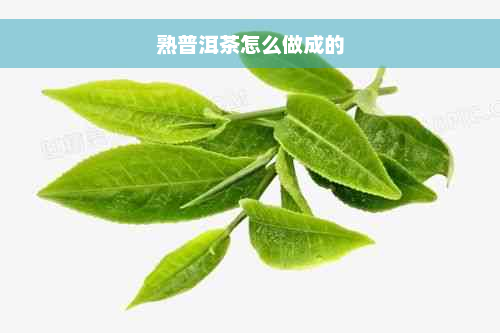 熟普洱茶怎么做成的