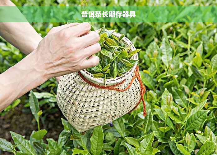 普洱茶长期存器具