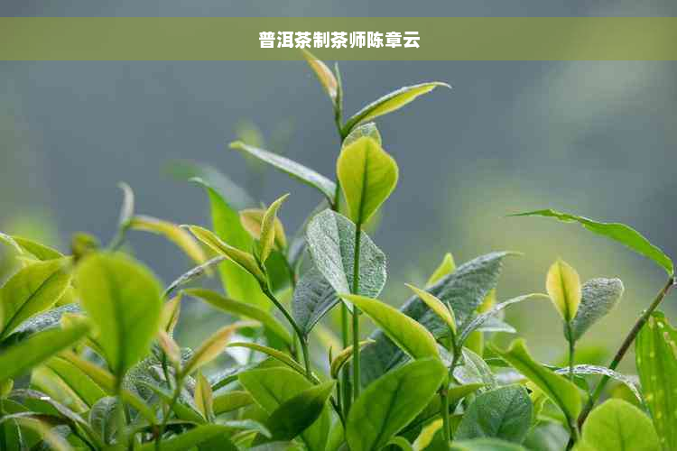 普洱茶制茶师陈章云