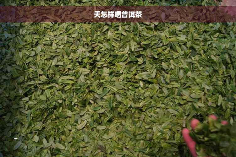 天怎样喝普洱茶