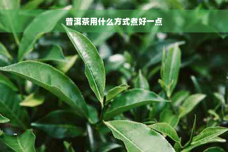 普洱茶用什么方式煮好一点