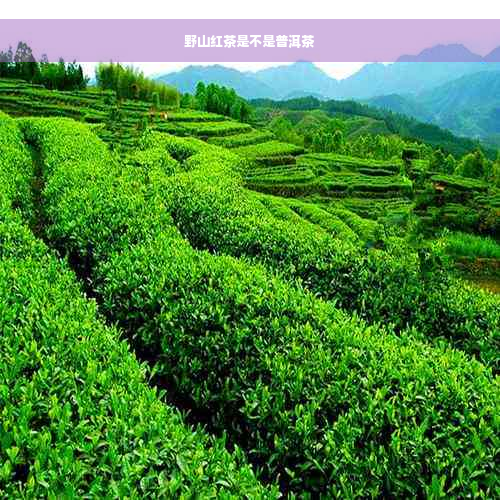 野山红茶是不是普洱茶