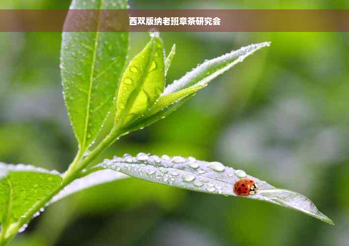 西双版纳老班章茶研究会