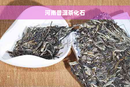 河南普洱茶化石