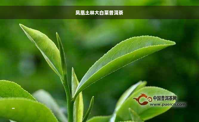 凤凰土林大白菜普洱茶