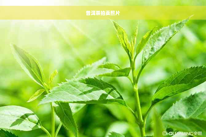 普洱茶拍卖照片