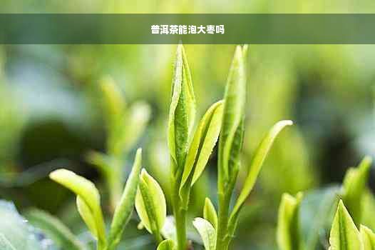 普洱茶能泡大枣吗