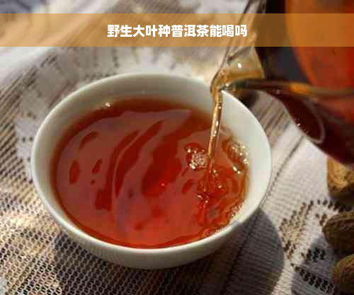 野生大叶种普洱茶能喝吗