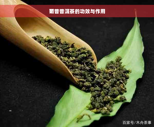 菊普普洱茶的功效与作用