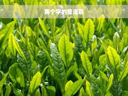 两个字的普洱茶