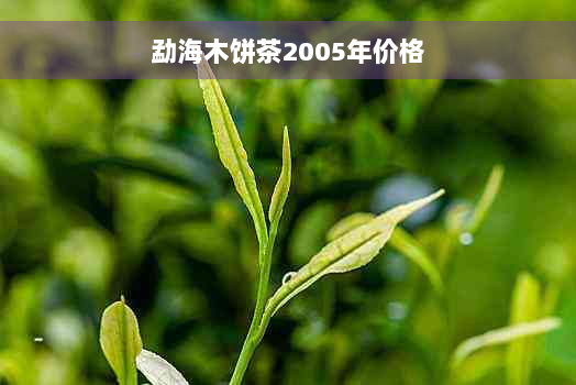 勐海木饼茶2005年价格