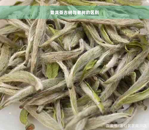 普洱茶古树与老树的区别