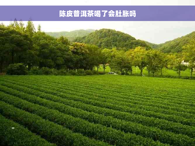 陈皮普洱茶喝了会肚胀吗