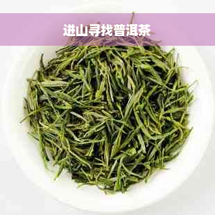 进山寻找普洱茶