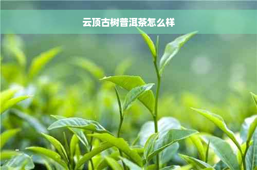 云顶古树普洱茶怎么样