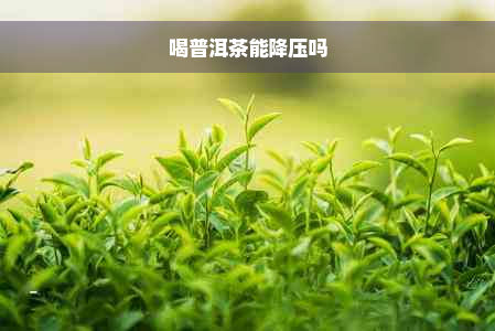 喝普洱茶能降压吗