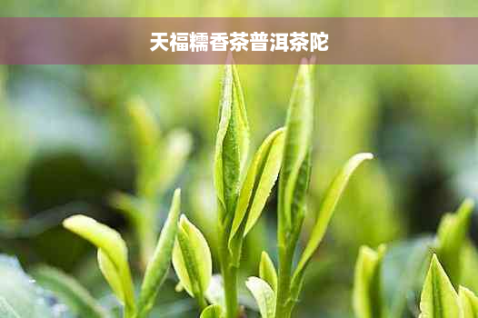 天福糯香茶普洱茶陀