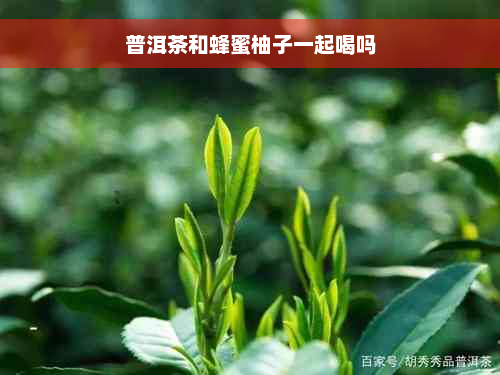 普洱茶和蜂蜜柚子一起喝吗