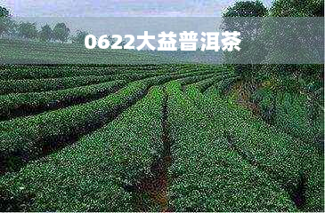 0622大益普洱茶