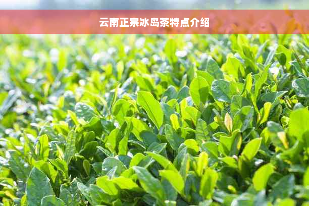 云南正宗冰岛茶特点介绍