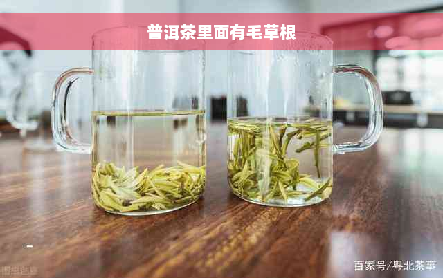 普洱茶里面有毛草根