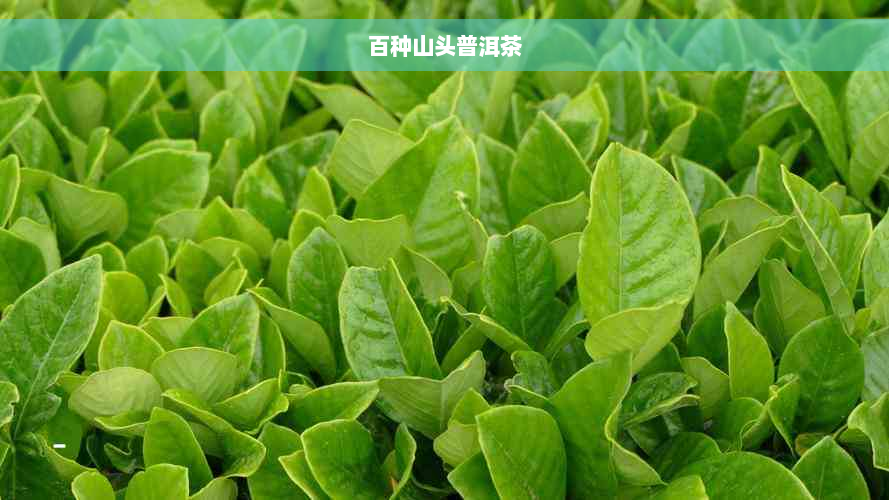 百种山头普洱茶