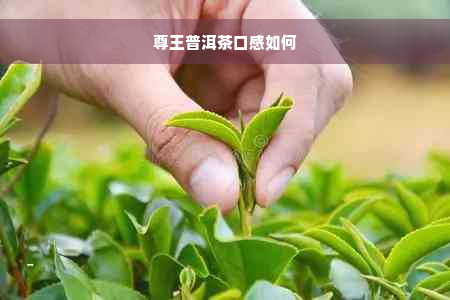 尊王普洱茶口感如何