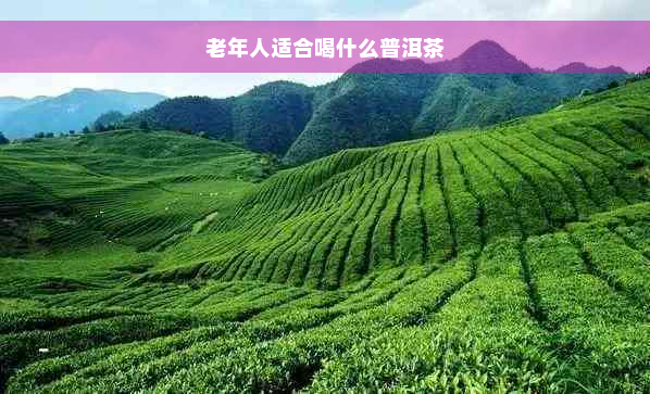 老年人适合喝什么普洱茶