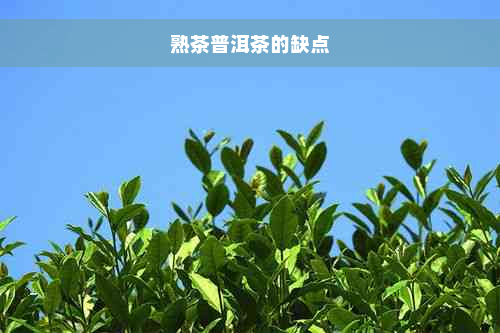 熟茶普洱茶的缺点