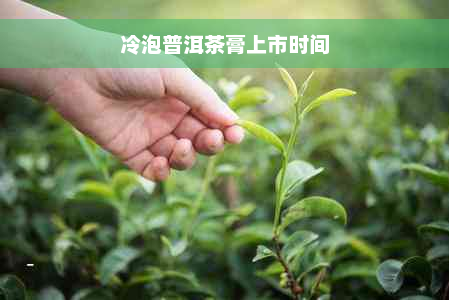 冷泡普洱茶膏上市时间