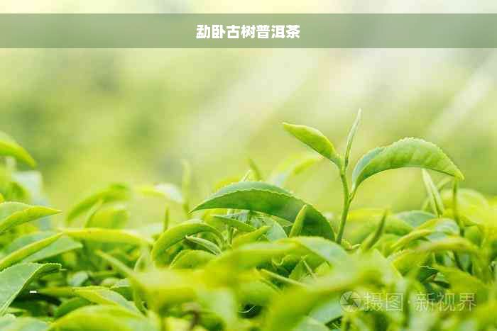 勐卧古树普洱茶