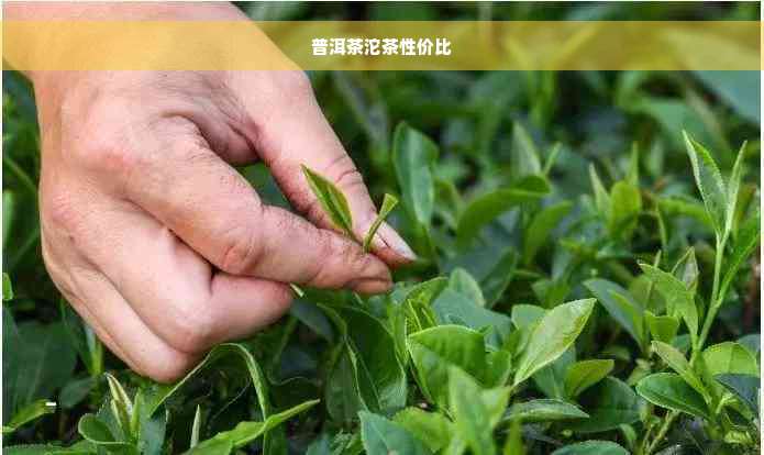 普洱茶沱茶性价比