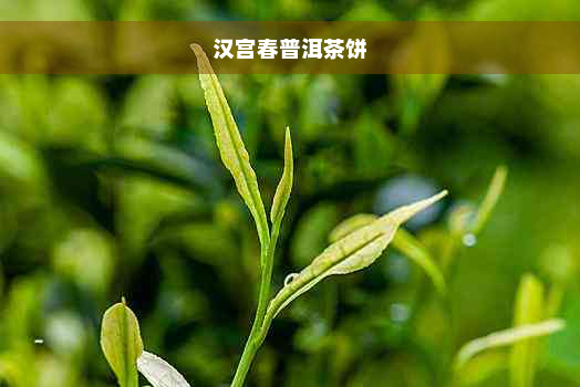 汉宫春普洱茶饼