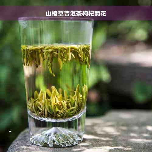 山楂草普洱茶枸杞菊花