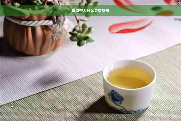 普洱茶为什么会有茶虫