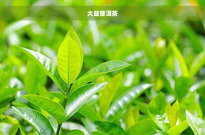 大益普洱茶