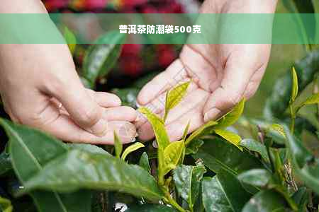 普洱茶防潮袋500克