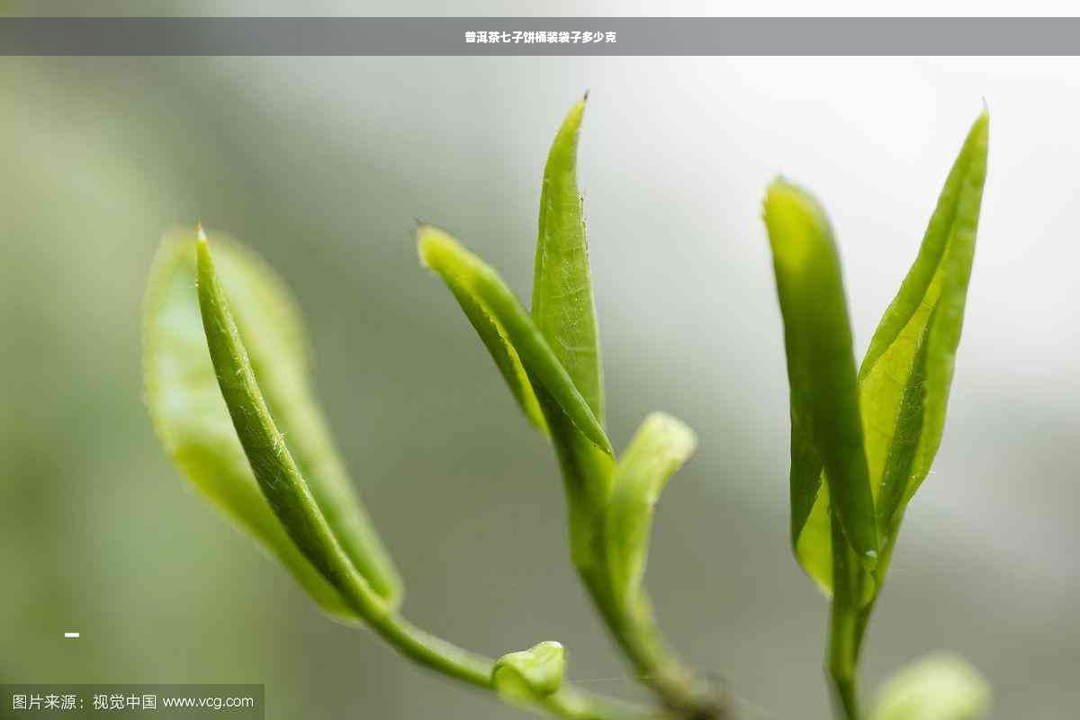 普洱茶七子饼桶装袋子多少克