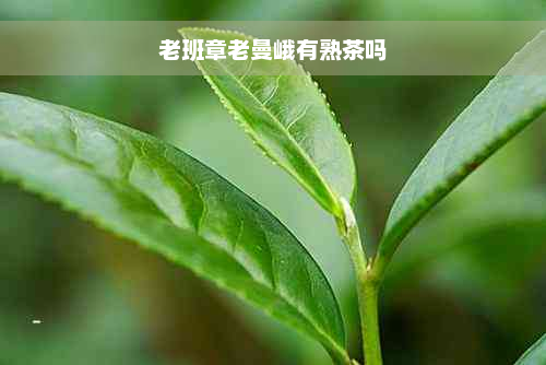 老班章老曼峨有熟茶吗