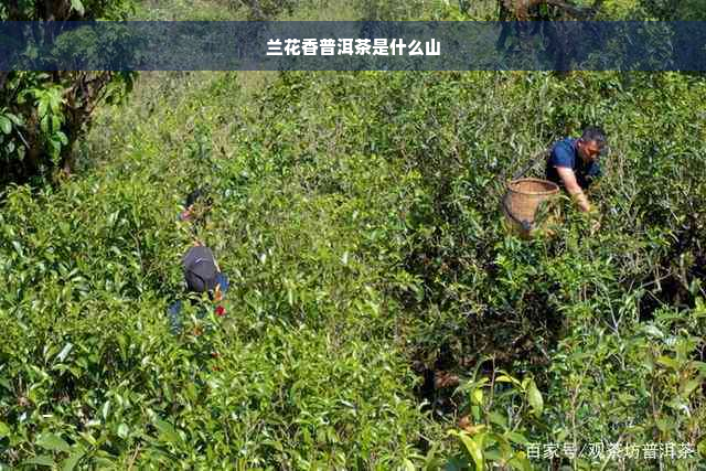 兰花香普洱茶是什么山