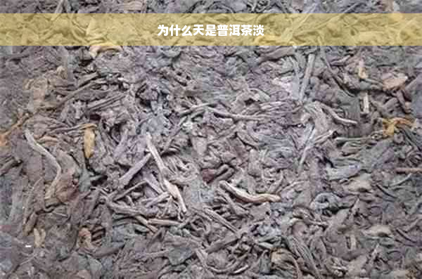 为什么天是普洱茶淡