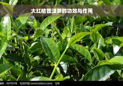 大红桔普洱茶的功效与作用