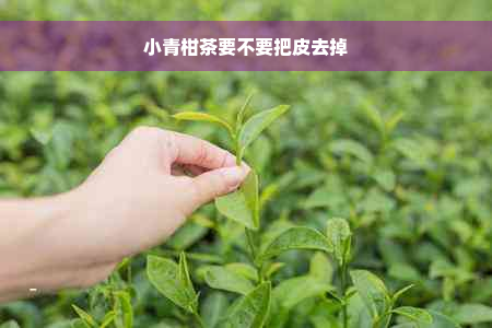 小青柑茶要不要把皮去掉