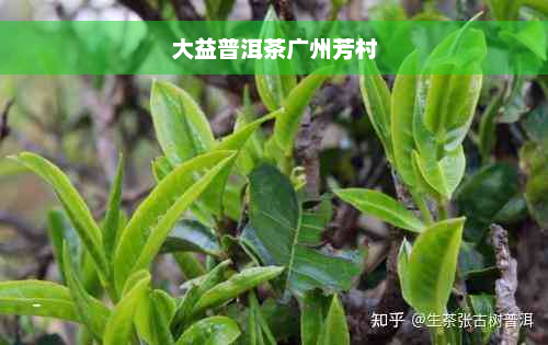 大益普洱茶广州芳村