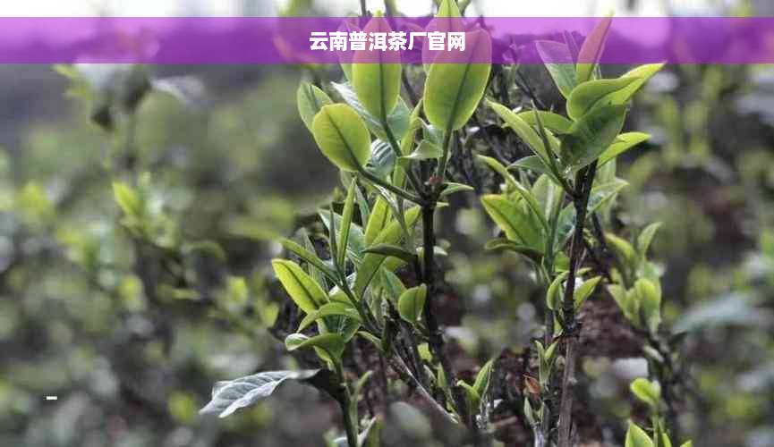 云南普洱茶厂官网