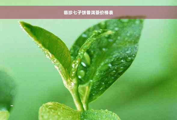 临珍七子饼普洱茶价格表