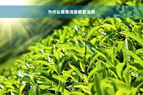 为什么喝普洱茶都要洗茶